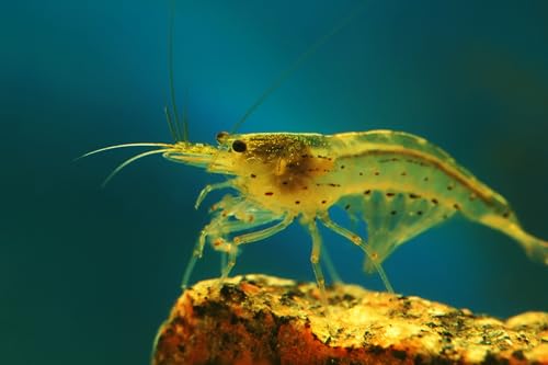 Image of Swimming Creatures Freshwater Aquarium Shrimp - A Perfect Combo to Brighten Your Aquarium! (10 Premium Lemon Amano)