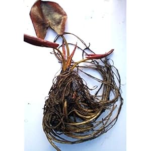 Haus&Garten roze zeeroos roze bloeiend geurende Nymphaea Rozennymf Odorato waterlelie krachtige plant