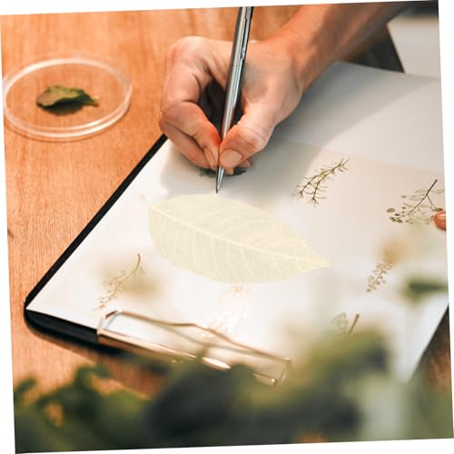 Hojas secas naturales para manualidades VICASKY 100 pcs miniatura 4