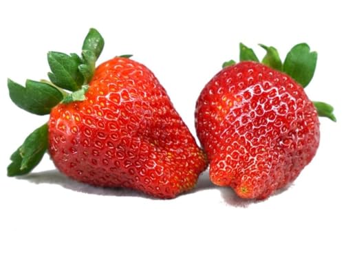 250 Seeds Strawberry Seeds, Non GMO for Hydroponics, Aquaponics, Raised Bed, Indoor, Outdoors, in Pots