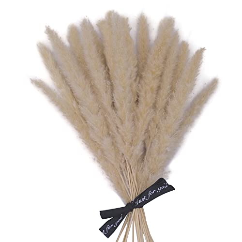 Pampasgras getrocknet - natürlich & besonders fluffig - Moderne Boho Deko für’s Wohnzimmer & Schlafzimmer - ewig haltbare Trockenblumen I Getrocknete Blumen I Trockenblumenstrauß (Beige (C)) Cover