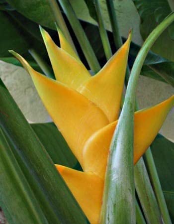 Radha Krishna Agriculture® Heliconia Yellow Summer Flower Bulbs (Set Of 8 Flowers Bulbs)-image-39