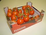 Staruchtomaten frisch 5 kg Karton zum Sonderpreis