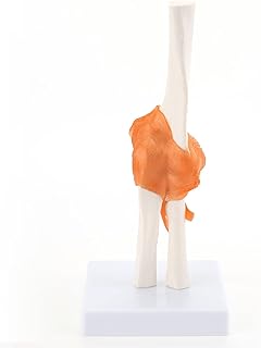 ASINTOD Anatomical Elbow Joint Model with Ligaments, Life-Size Elbow Joint Model Includes Display Base Patient Science Education & Anatomy Study
