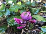 Salvia involucrata Rosebud Salvia - 30 Seeds