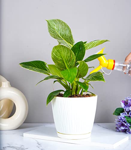 Nurturing Green® Set of 4 Ivory Self Watering Plastic Pots for Plants (5.5 Inch Wide*5 Inch High) with Drainage Holes | Low Maintenance Garden Pots for Plants (Plants & Metal Stand Not Included)