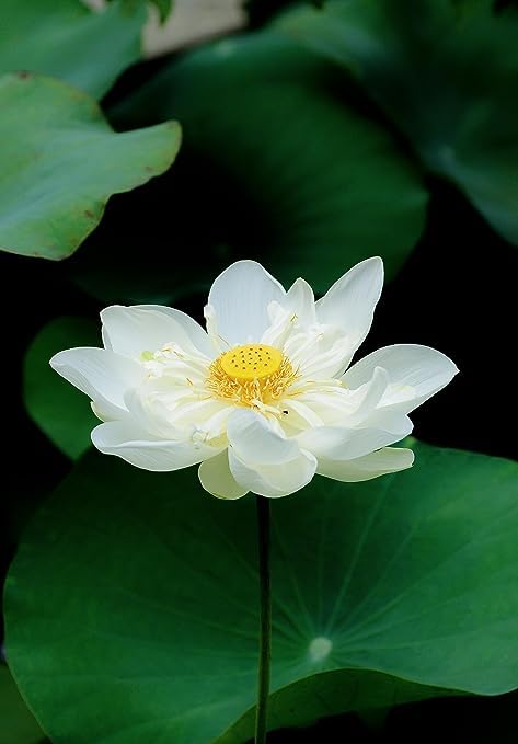 Image of Flowet Plant for Home Decor, Pooja | Large Size Flower Surely Blooming Within 45 Days lotus plant (White Peony 2)