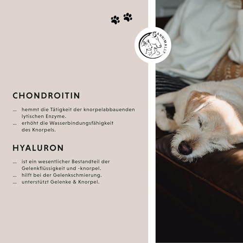 Gelenktabletten für Hunde mit MSM, Grünlippmuschel, Teufelskralle, Glucosamin & Hyaluron - 2 Dosen á 120 Gelenke Tabletten für Hunde - Hohe Akzeptanz beim Hund durch kleine Tabletten - Doppelpack
