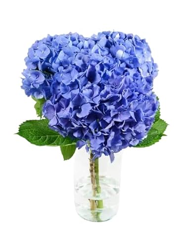 Bouquet de Hortensias Azules Frescas con 10 Flores para Regalar en Cualquier Ocasión
