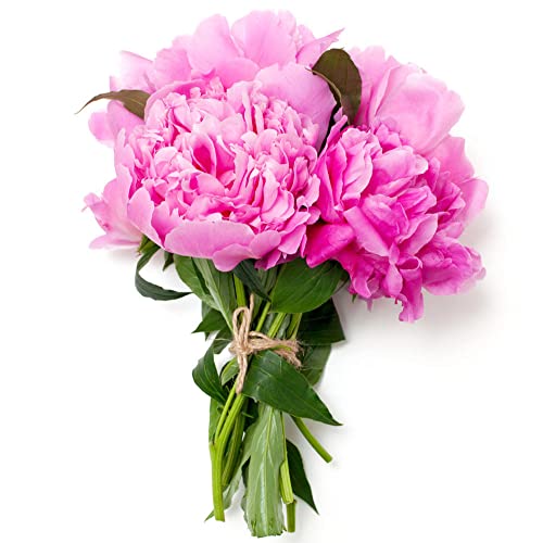 3 tubérculos de peonía románticos rosas para plantar ahora en terraza del jardín material jardín ideal para paisajismo diseño paisaje Ampliamente cultivado en todo el mundo Cover