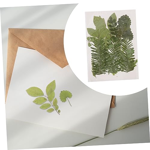 SEWACC 1 Material De Gravação De Flores Secas Artesanato De Flores Secas Folhas Portáteis Folhas Pre