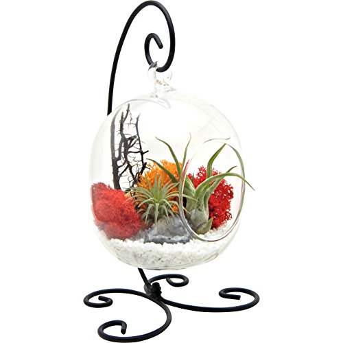 Bliss Gardens Air Plant Terrarium Kit with 6