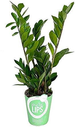 PLANTA NATURAL ZAMIOCULCA 70CM M17 PLANTA NATURAL PERFECTA PARA I...