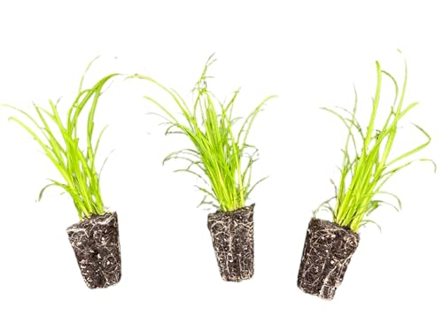 Carex comosa | Longhair Sedge | Sedge Family | Wetland