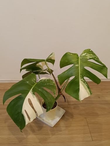 モンステラ ホワイトタイガー」の人気商品一覧 | 安い商品を通販サイト