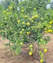 See full amazon price history chart for The Royal Crafty Malta Bari 1 Thai Mosambi Sweet Lemon variety Live Plant Healthy Grafted Hybrid Plant The Royal Crafty Malta Bari 1 Thai Mosambi Sweet Lemon variety Live Plant Healthy Grafted Hybrid Plant (B0D4JTHBY7) Amazon Price History, Amazon Price Tracker