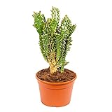 🌵 VARIEGATA: nel periodo vegetativo con i suoi fiori che variano dal giallo all' arancio al verde, queste piante grasse originarie del Sud America porteranno vivacità al tuo giardino ed andranno ad abbellire il tuo appartamento.