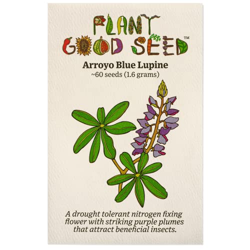Plant Good Seed Arroyo Blue Lupine Seeds for Planting: 60 Count