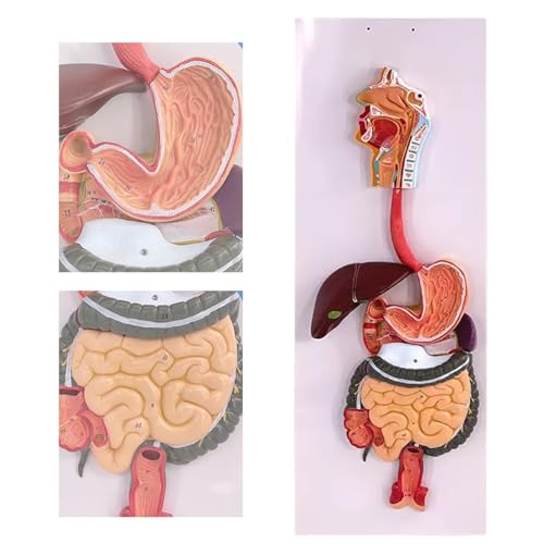 Modèle du système digestif humain avec estomac amovible pour étude médicale de précision
