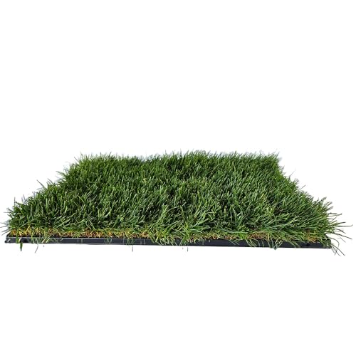 Katzengras-Matte mit Spezialschale, 60 x 40 cm, Lebender Rasen für Haustiere Katzengras-Matte mit Spezialschale, 60 x 40 cm, Lebender Rasen für Haustiere