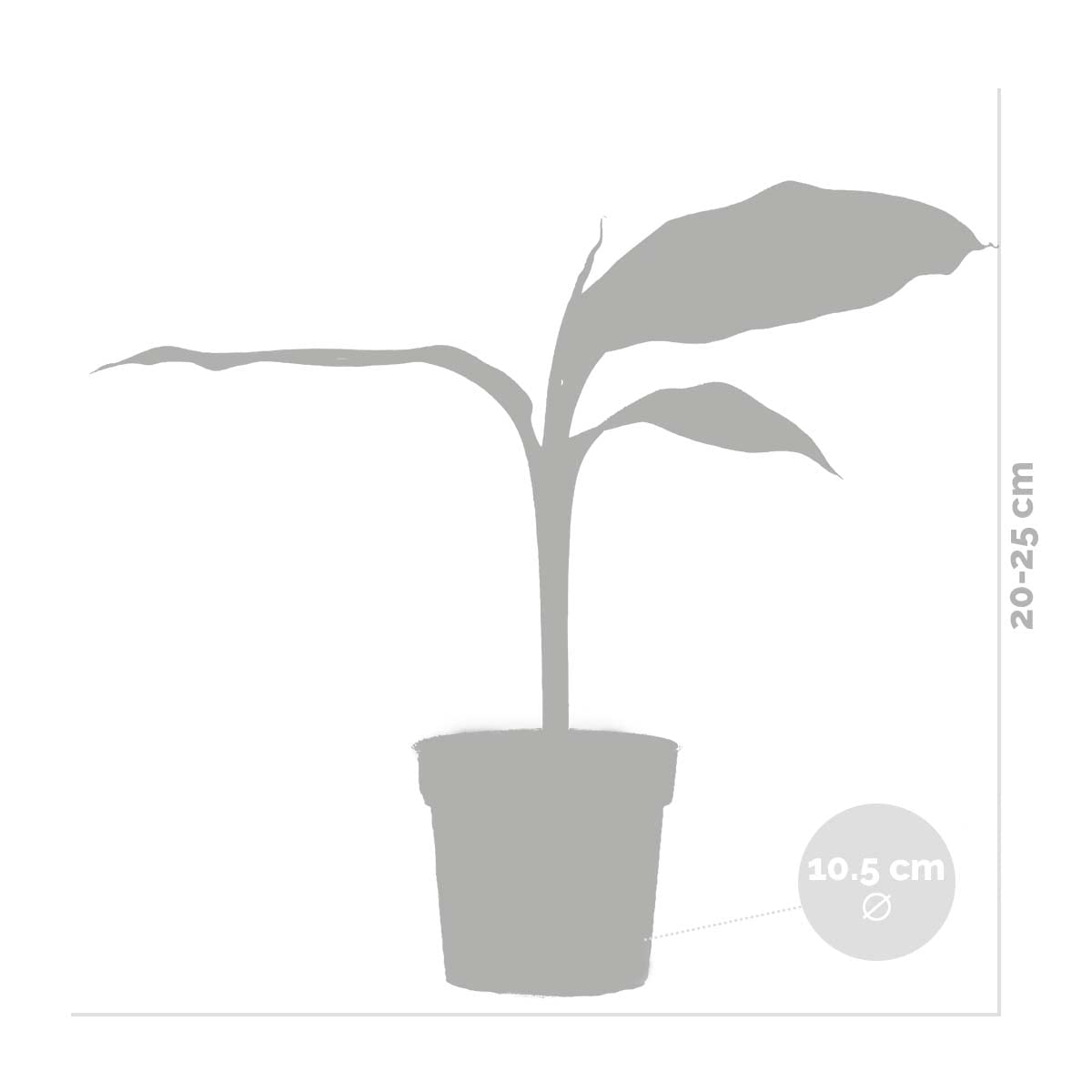 Bloomique - Set di 3 - Musa basjoo - Pianta di banano - Banana da giardino - Piante da giardino - Resistente al freddo - Alte 20-30 cm - Vaso da 10,5 cm