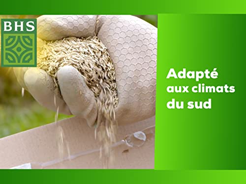 Gazon BHS Kikuyu semence pelouse méditerranéenne thermorésistante KIK300 - 4