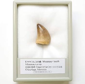Amazon | SCIENCE 恐竜の化石「モササウルスの歯 化石 約20mm