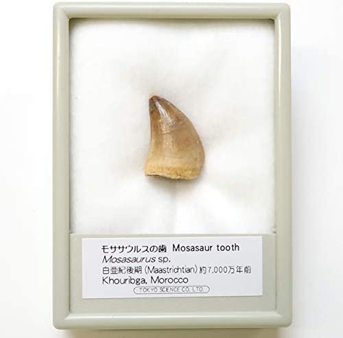 モササウルスの化石 商品紹介】大型70cmサイズ、モササウルスの頭骨化石（中生代白