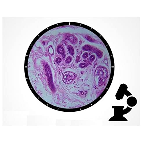 Lbg 5 ̐KX XCh Microscopio ANZT[ KX XCX YA_v^[