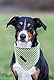 lionet paws Hunde Bandana Kopftücher Hundehalstuch Dreieckstuch, Grün&Weiß kariert, L