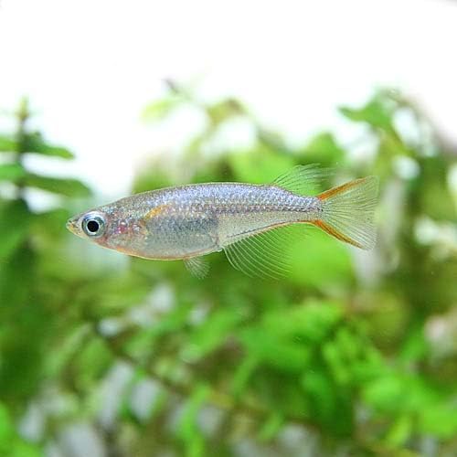 Amazon 熱帯魚 オリジアス ウォウォラエ ４匹 ペア指定不可 生体 ネオス 観賞魚 水中生物 通販