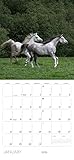Equus Calendar 2024 - Image 3