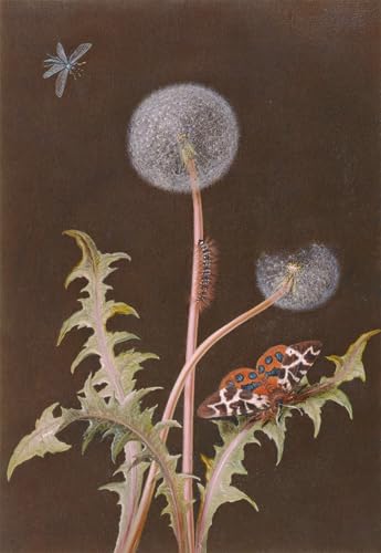 Peintures Pissenlit Margaretha Barbara Dietzsch | Impression d'Art Haut de Gamme