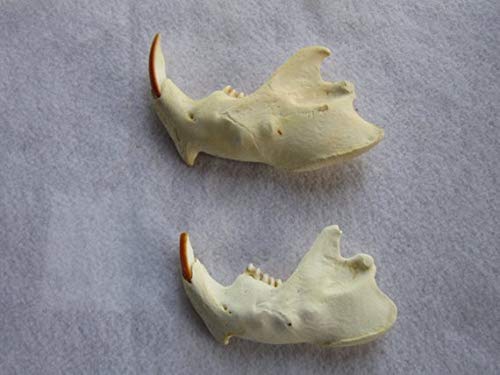 Beaver Jawbone Taxidermy Knife Handle Crafts Animal Bones