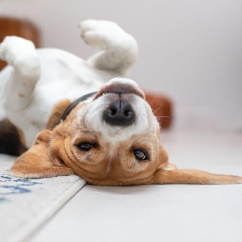 Chaleurs chez la chienne : dur&eacute;e, signes et pr&eacute;cautions &agrave; conna&icirc;tre absolument
