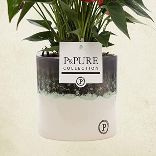 Anthurium Red with Pot, Houseplant Real Indoor Plant for Office, Home, Bedroom, Kitchen and Living Room, Perfect for Clean Air, Delivered Next Day