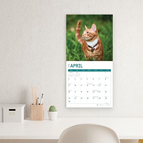 2023 Cats Wall Calendar By Bright Day, 12X12 Inch, Cute Adorable Pet Kitten Photography #TOP6