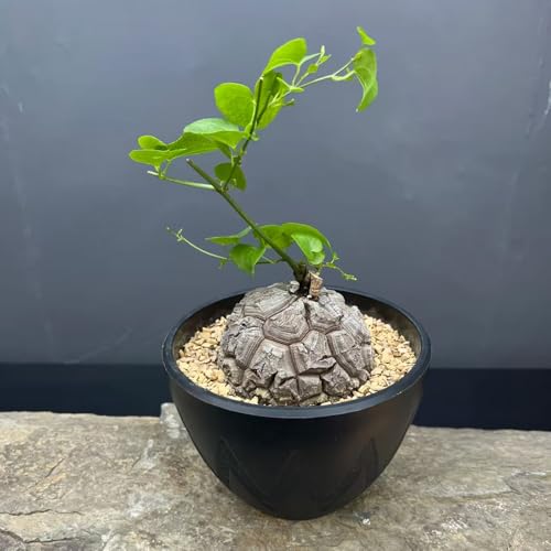 Semillas de Dioscorea elephantipes jardín Pastos ornamentales resistentes jardín de rocas resistentes bonsái macetas jardín decoración de balcones 10pcs