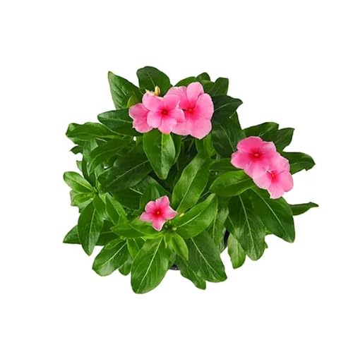 Adelfilla Natural Vinca Major - Flor Rastrera Ideal para Decorar tu Terraza