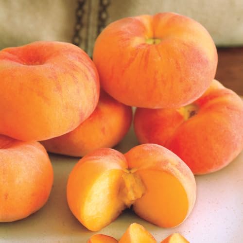Flat Wonderful Peach Bare Root Fruit Tree - Includes one Tree per Order - Ideal for Your Backyard Orchard - Due to State regulations Can't Ship to AL, AR, CA, CO, ID, LA, MS, OR, or WA
