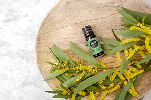 Edens Garden Cannabis Essential Oil- 100% Pure Premium Grade, Undiluted, Natural, Therapeutic, Aromatherapy, The Best for Diffuser, Skin, Candle, Humidifiers 10 ml (.33 fl oz) 2 Edens Garden Cannabis Essential Oil- 100% Pure Premium Grade, Undiluted, Natural, Therapeutic, Aromatherapy, The Best for Diffuser, Skin, Candle, Humidifiers 10 ml (.33 fl oz) - Image 3