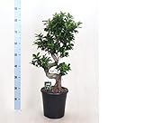  Ficus Microcarpa Ginseng Bonsai 90cm - Plantas de interior Bektas Flowers and Plants
