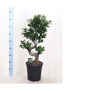 Ficus Microcarpa Ginseng Bonsai 90cm – Bektas Flowers and Plants