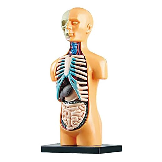 QWAMBVZE Modelo de cuerpo anatómico 3D de torso humano extraíble para educación, juguete de educación, estructura del cuerpo humano, enseñanza para niños y estudiantes