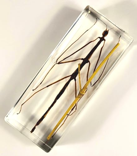Image of 4.3 inch Real Stick Insect Phasmatodea Bug in Crystal Clear Lucite Resin Specimen Paperweight Preserved Various Animal Insect Bug Taxidermy Collection for Biology Science Education & Desk Ornament Display