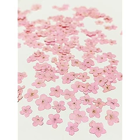 UOKWIWI 20 pcs Pink Forget Me Not Real Natural Dried Pressed Flowers for Resin Art Decors Craft DIY Cover
