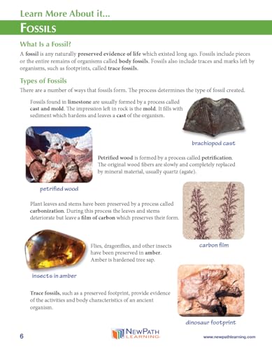 Image of NewPath Evolution by Natural Selection 3D Paper Model Making Kit - Individual Student Edition (24-7744)