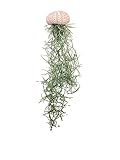 Jelly Moss, Spanish Moss, with Hanging Urchin Shell, Tillandsia Air Plant, Live Airplant, Healthy Arrival Guaranteed, Great Indoor & Outdoor Plant, Home Decor & Gift (Pink Urchin Jelly Moss)