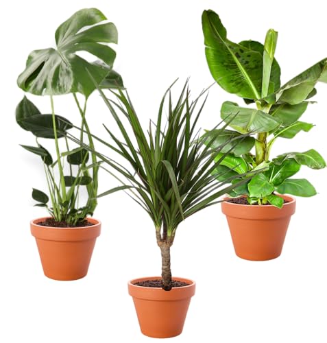 Set di 3 piante, Monstera (55/65 cm), Pianta di banana (50/60 cm), Dracaena (55/65 cm), piante per casa e ufficio, qualità professionale, spedizione rapida di piante, arredo d’interni