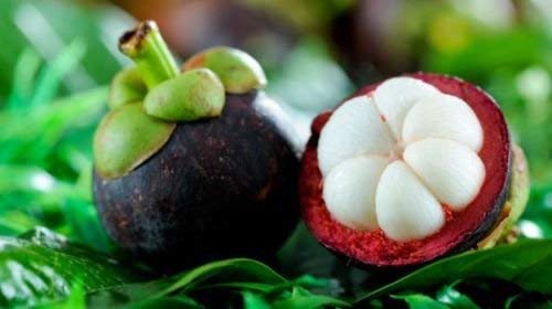 Creative Farmer Live Fruit Plant Mangosteen High Yielding Hybrid Purple Mangosteen Tropical Outdoor Plants Garden Plant(1 Healthy Live Plant) (B07YYBSTRG) Amazon Price History, Amazon Price Tracker